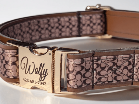 Choosing a Designer Dog Collar